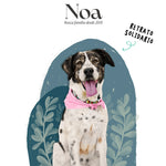 Retrato Solidario: "Noa" de Protectora de Animales de Málaga